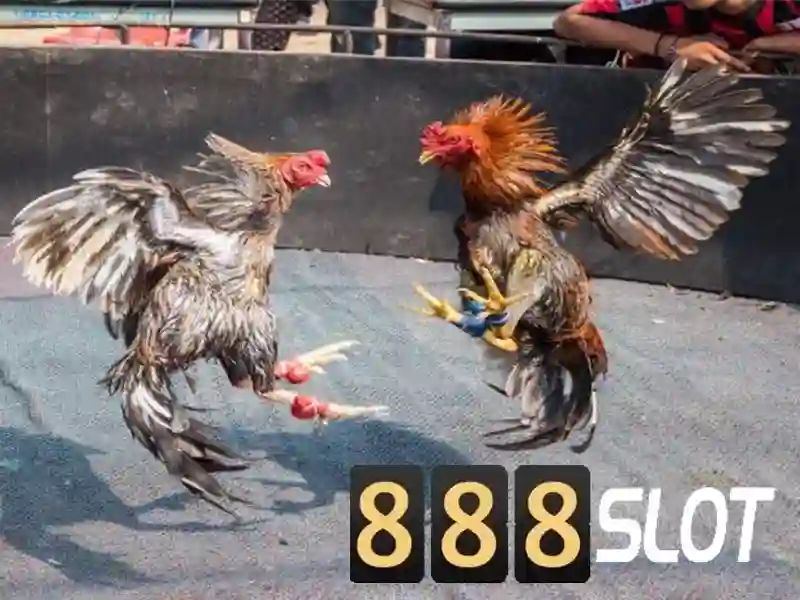 togel 888 slot - Trải nghiệm đỉnh cao casino trực tuyến